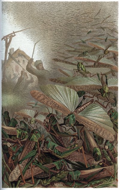Vándorló sáska – A vonuló sáska (Locust migratoria) – metszet Alfred Edmund Brehm (1829-1884) „” Brehm