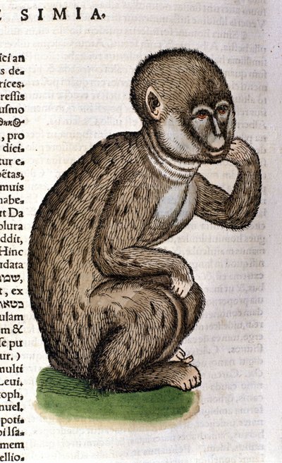 Majom a Historia Animalium után, Conrad Gesner, Tiguri, 1560. Biblioteca Nazionale Braidense. Milánó alkotó: Unknown artist