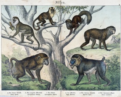 Majmok: majmok... - in “” Natural Histories of mammals””, szerk. Schreiber alkotó: Unknown artist