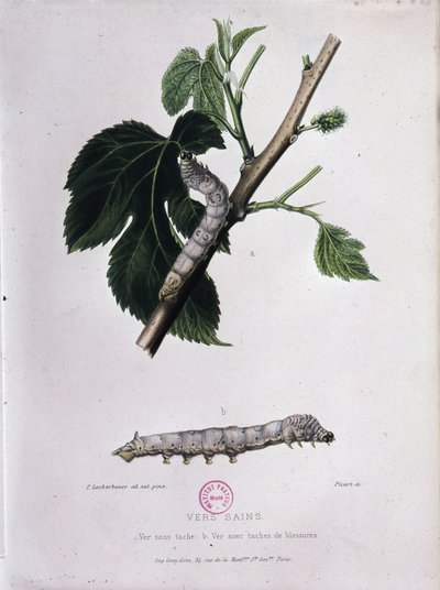 Eperfa és selyemhernyó – Pasteur tanulmánya alkotó: Unknown artist
