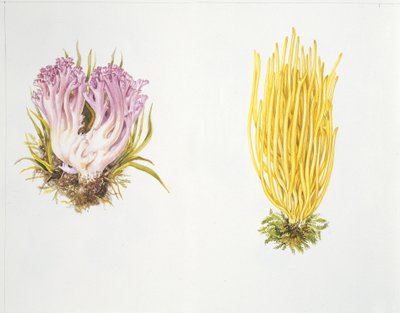 Gomba alkotó: Unknown artist