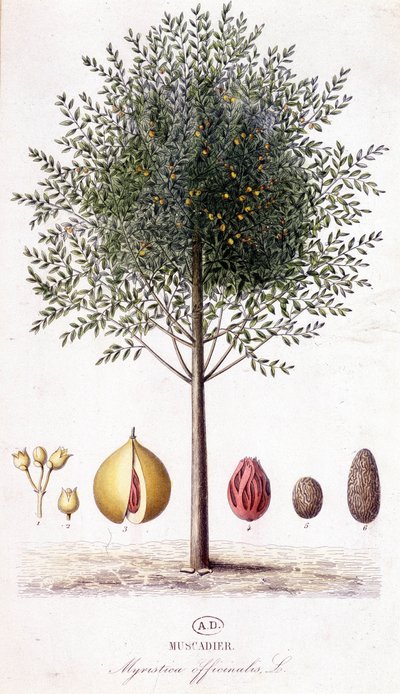 Myristica fragrans - Muscadier (Myristica officinalis). botanikai tábla alkotó: Unknown artist