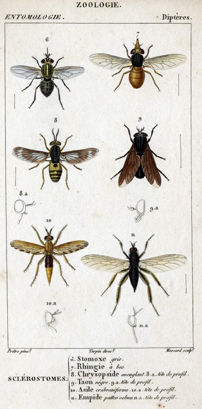 Természettudományi tábla. Rovartan. Dipteres család. Szklerostómák: 6. Szürke stomox; 7. Csőrös rhingia; 8. Vakító Krizopszid; 8a. profilfej; 9. Taon negre; 9a. profilfej; 10. Crabroniforme asylum; 10a. profilfej; 11. testesítsd meg a szőrös lábakat; n.a. alkotó: Unknown artist