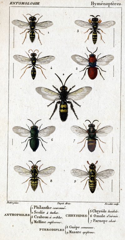 Természettudományi tábla. Rovartan. Hymenopteres család. Antofilek: 1. Philanthi korona; 2. Scoile 4 folt; 3. Crabron szűrése; 4 Melline ruficorne. Chryside: 5. Lucidulous Chryside; 6. Brain Omalum; 7. Parnope hús. Pterodiples: 8. közös terület; 9. Masar alkotó: Unknown artist