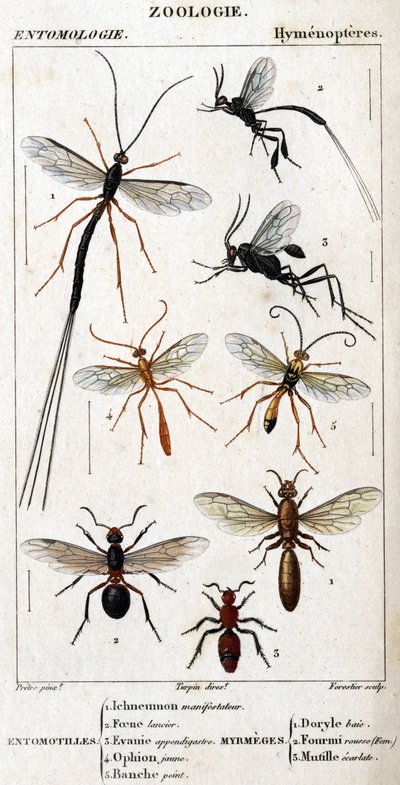 Természettudományi tábla. Rovartan. Hymenopteres család. Entomotilles: 1. Inchneumon tiltakozó; 2. Foene lándzsa; 3. Evanie appendigastre; 4. Sárga ophion; 5. Fehérre festve. Myrmeges: 1. Doryle-öböl; 2. Feltéve vörös hajú (Fem.) 3. Ecarlate mutille. alkotó: Unknown artist
