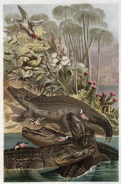 Nílusi krokodil – A nílusi krokodil (Crocodylus niloticus) – metszet Alfred Edmund Brehm (1829-1884) „” Brehm