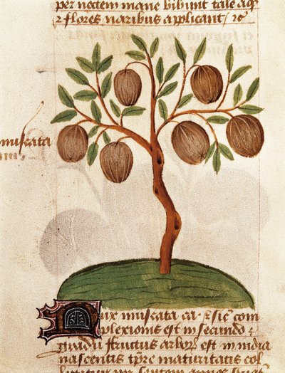 Szerecsendió, Gyógynövények leírása és elkészítési módja. Oldal Pedanius Dioscorides "Treatise on gyógynövényekről" (Tractatus de herbis) kéziratából alkotó: Unknown artist