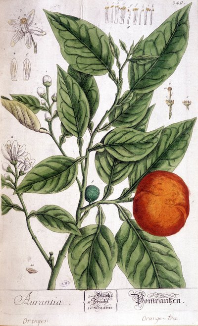 Narancs (Aurentia) – Arts Deco alkotó: Unknown artist