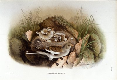 Madártan: alpesi niverolle fiókái fészkének közelében. alkotó: Unknown artist