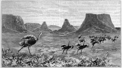 Strucc mentes Afrika déli részén. Metszet 1895-ből Lichtenstein 1804-es rajzából. alkotó: Unknown artist