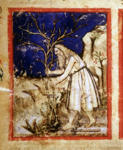 Egy bibliai kézirat oldala. Noé növényvilága. Miniatűrök a 212-es kódexből (vagy Padovano kódexből vagy Páduai Bibliából) 1390-1400 Rovigo, Accademia dei Concordi alkotó: Unknown artist
