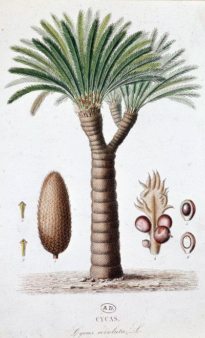 Palm Cycas Revoluta - Botanikai tábla alkotó: Unknown artist