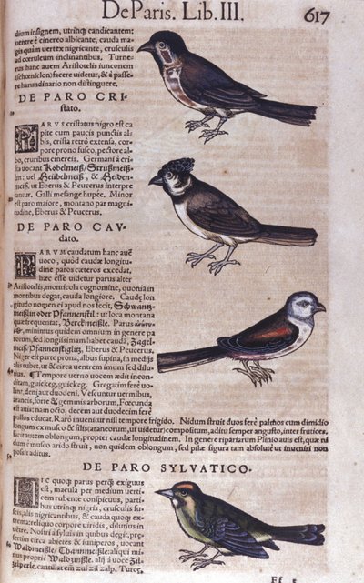 Conrad Gesner (1516-1565), Tiguri Passereaux in Historia Animalium alkotó: Unknown artist