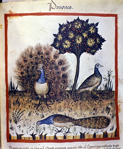 Pávák a "Tacuinum Sanctumban" alkotó: Unknown artist