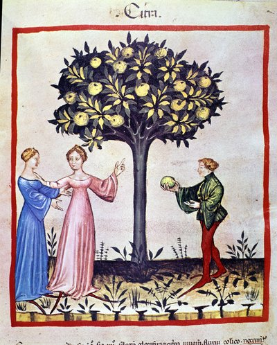 Cédrus szedése, a cédrus gyümölcse. Megvilágítás az orvostudomány és a dietetika fejéséből "" Tacuinum sanitatis"" alkotó: Unknown artist