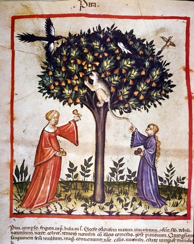 Körte szedése. Megvilágítás az orvostudomány és a dietetika fejéséből "" Tacuinum sanitatis"" alkotó: Unknown artist