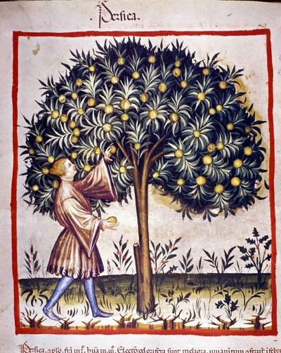 A horgászat kiválasztása. Megvilágítás az orvostudomány és a dietetika fejéséből "" Tacuinum sanitatis"" alkotó: Unknown artist