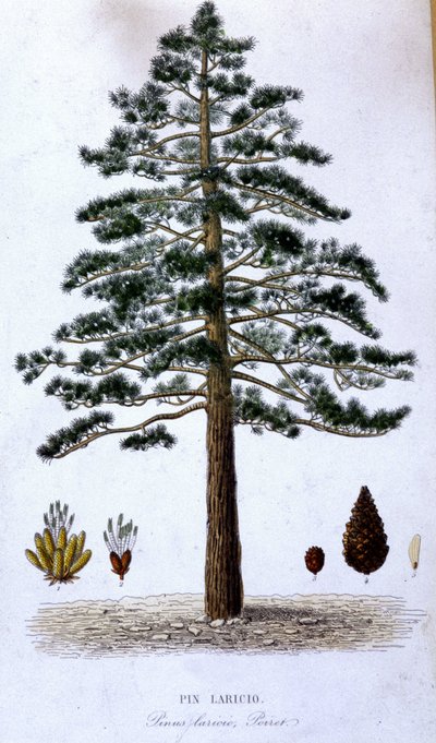 Pin Laricio - botanikai tábla alkotó: Unknown artist