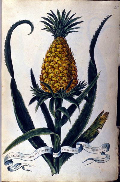 Ananász. 19. századi botanikai tábla. alkotó: Unknown artist