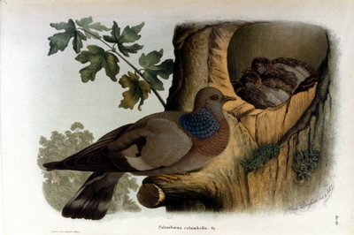 Fészke közelében galambot ábrázoló tábla. alkotó: Unknown artist