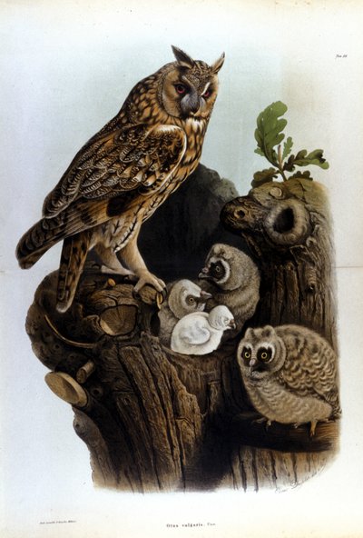 Tányér, amely egy bagolycsaládot ábrázol a fészek közelében. alkotó: Unknown artist