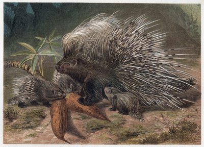 Sertéshús eposz a krétán (porc-epikus) - A tarajos sertéshús (Hystrix cristata) - metszet Alfred Edmund Brehm (1829-1884) „” Brehm