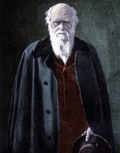 Charles Darwin brit természettudós (1809-1882) portréja alkotó: Unknown artist