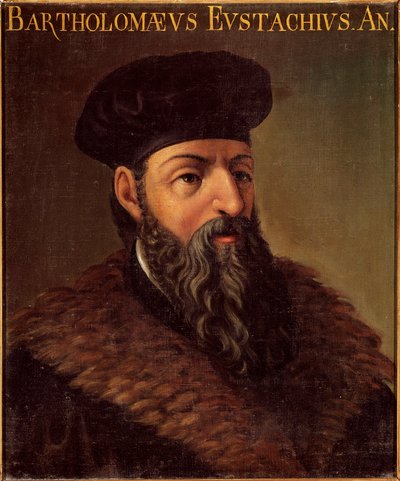 Bartolomeo Eustachi (Barthelemy Eustache) olasz anatómus és orvos portréja (1505-1574) Névtelen festmény. 16. századi Padova, Universite Italy – Bartolomeo Eustachi (1505-1574) olasz anatómus és orvos portréja. Névtelen festék alkotó: Unknown artist