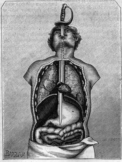 A penge által elfoglalt pozíció egy fecske testében. Metszet az 1883. július 21-i „” La Nature: revue des sciences et de leurs applications aux arts et a l
