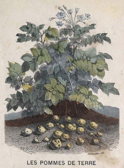Krumpli. 19. századi illusztráció. Bianchetti kollekció. alkotó: Unknown artist