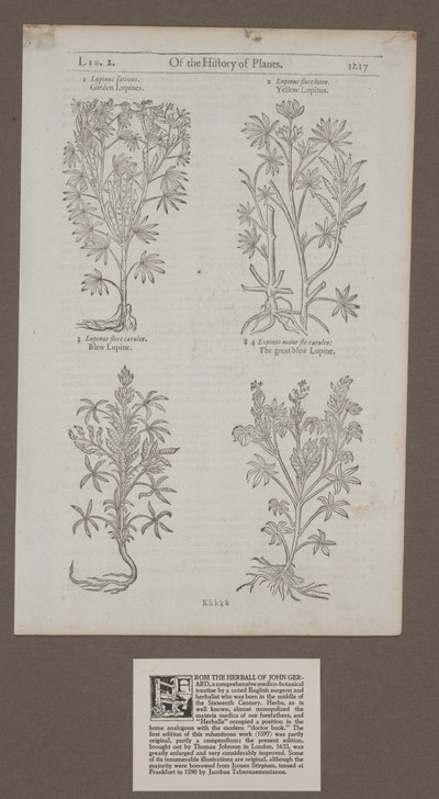 Nyomtatott 1217. oldal a "Növények történetéről, gyógynövény John Gerardtól" alkotó: Unknown artist