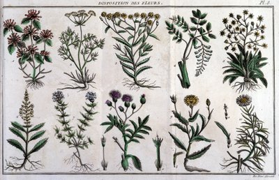 A virágokkal kapcsolatos rendelkezések: a „” Flora Françoise-ban, vagy a Franciaországban természetes módon növekvő növények rövid leírása, egy új elemzési módszer szerint rendezve, amelyhez csatoljuk az idézetet kevésbé egyértelmű erényeikről az orvostudo alkotó: Unknown artist