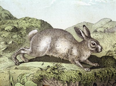 Nyúl - „Az emlősök természettörténetében”, szerk. Schreiber alkotó: Unknown artist