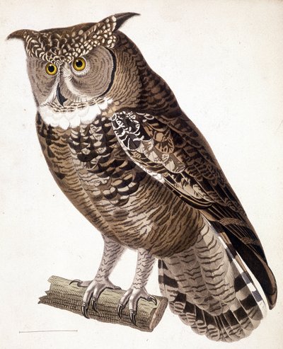 Raptor: afrikai bagoly. 19. századi metszet alkotó: Unknown artist
