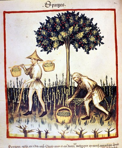 Recolle spárga. Megvilágítás az orvostudomány és a dietetika fejéséből "" Tacuinum sanitatis"" alkotó: Unknown artist