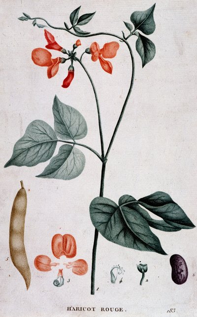 Vörösbab, Botanikai Testület alkotó: Unknown artist