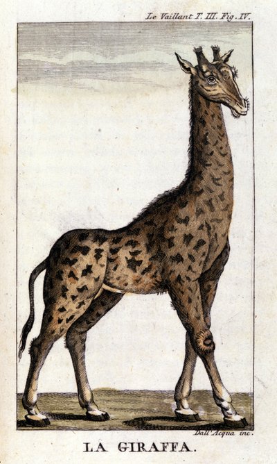 Zsiráf ábrázolása. alkotó: Unknown artist