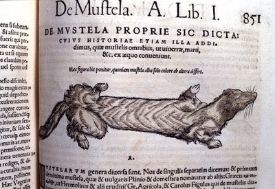A menyéthez kapcsolódó mustella (mustellák családja) ábrázolása - Conrad Gesner (1516 - 1565), Tiguri Historia Animaliumban alkotó: Unknown artist