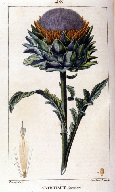 A közönséges articsóka ábrázolása. Botanikai tábla. 19. század. alkotó: Unknown artist