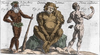 Különféle szörnyű lények ábrázolásai: erdei vagy szőrös ember, orangoutan majom (orang-utan, orang outang, orang-utang) és egy farkú ember. Tányér a „” Mundi Mirabilis Oeconomia”-ból, Johamm Zahn, sd. 1696. milánói . alkotó: Unknown artist