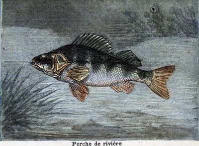 Folyami sügér. Metszet 1897-ből alkotó: Unknown artist