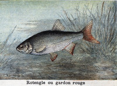 Rotengle vagy vörös csótány Metszet 1898-ból alkotó: Unknown artist
