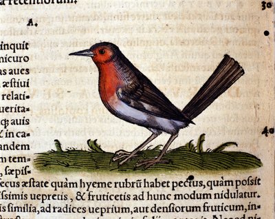 Rouge a Historia Animalium után, Conrad Gesner, Tiguri 1560. Biblioteca Nazionale Braidense. Milánó alkotó: Unknown artist