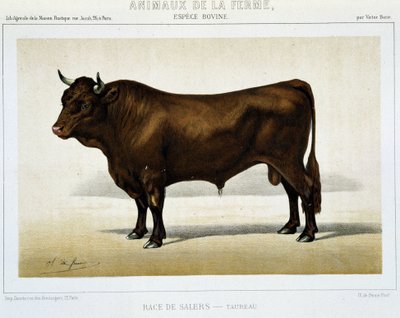 Salers Bika fajtája – a „” Farm Animals” kategóriában” alkotó: Unknown artist