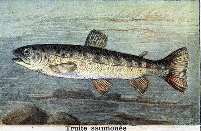 Lachsforelle Gravur von 1898 von Unknown artist