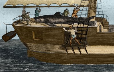 Cápa horgászat. Metszet 1859-ből a „Tudományok Múzeumában” alkotó: Unknown artist