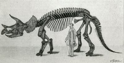 Egy Triceratops prorsus csontváza alkotó: Unknown artist