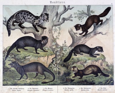 Kis karuázók. a „Natural histories of mammals” című kiadványban, szerk. Schreiber alkotó: Unknown artist