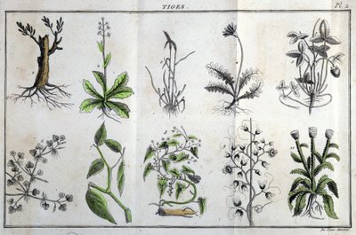Szárak: a "" Flora Françoise-ban, vagy a Franciaországban természetesen termő növények rövid leírása, egy új elemzési módszer szerint rendezve, amelyhez idézi legkevésbé egyértelmű erényeiket az orvostudományban és hasznosságukat a művészetben" J alkotó: Unknown artist