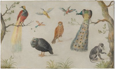 Tanulmány a madarak és a majom alkotó: Unknown Artist